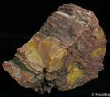 Rough Arizona Rainbow Petrified Wood ( oz) #2368-1